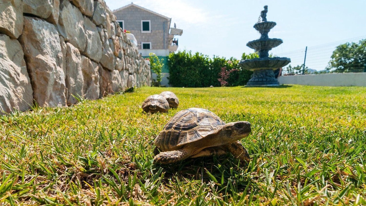 Photo of Outdoor in Mravince