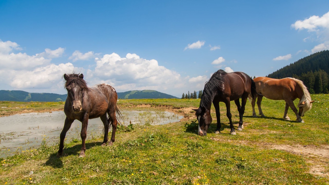 Photo of Others in Vransko