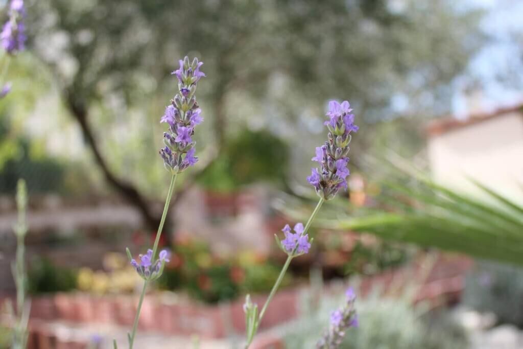 Photo of Outdoor in Lukoran