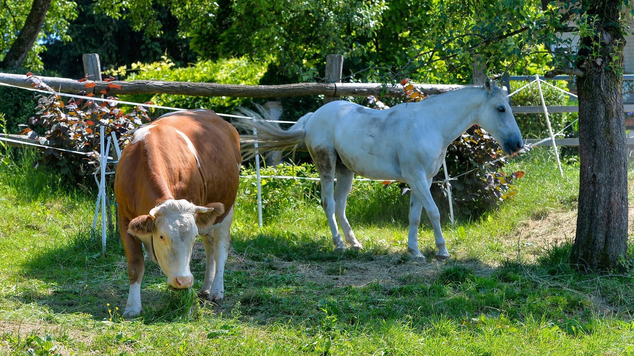 Photo of Others in Sveti Ilija