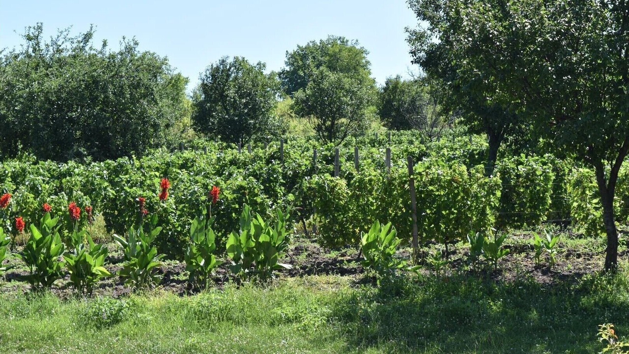 Photo of Others in Izvoranu