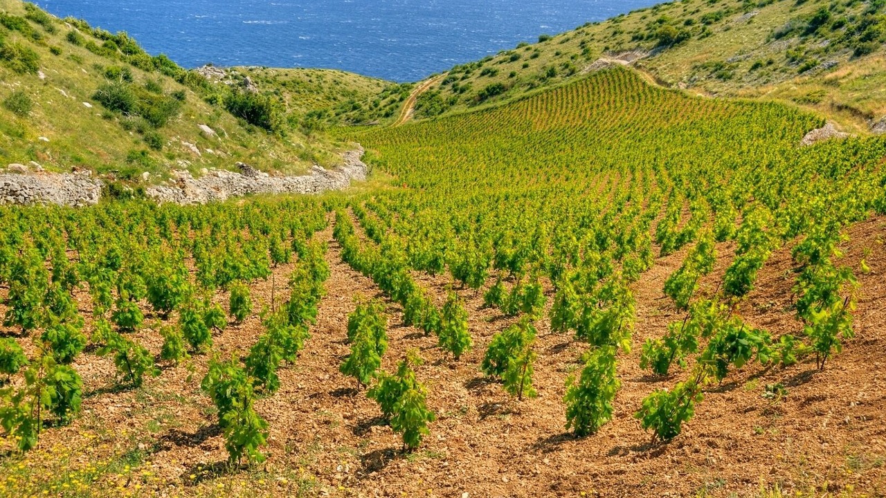 Photo of Others in Hvar