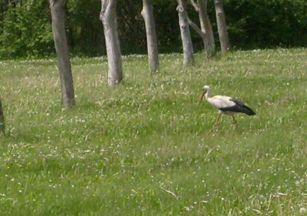 Photo of Others in Inland Croatia