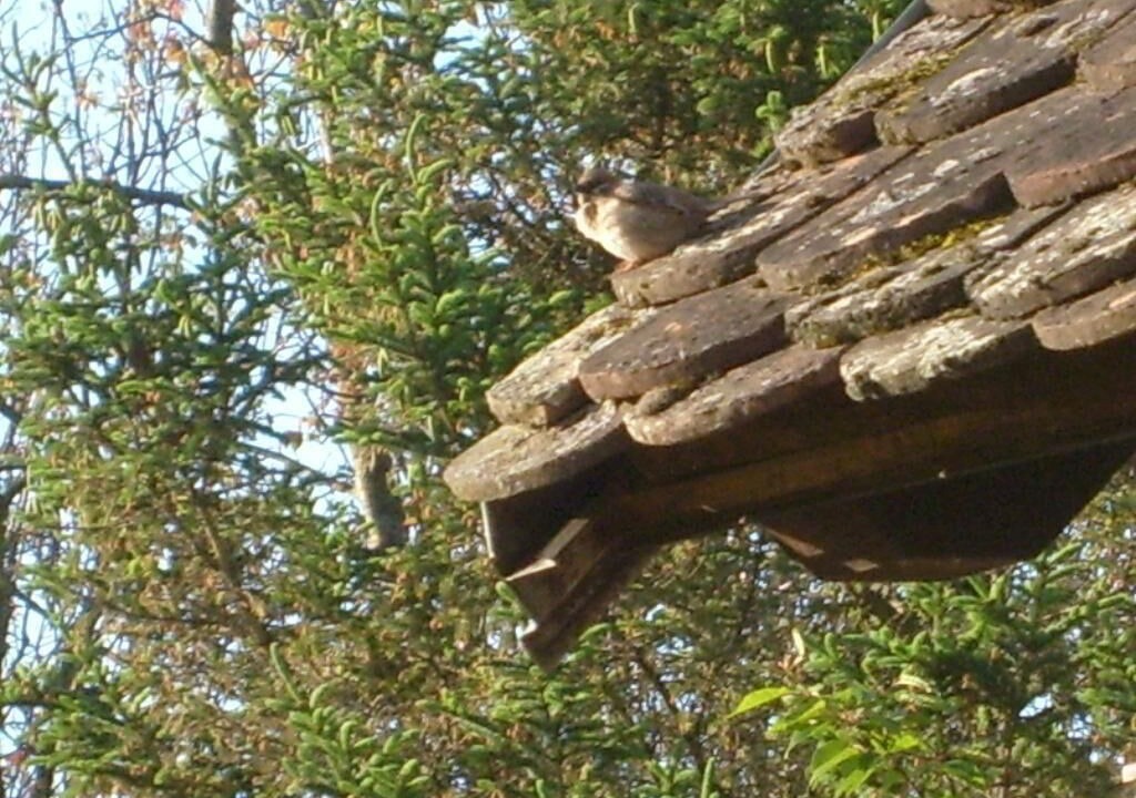 Photo of Others in Inland Croatia