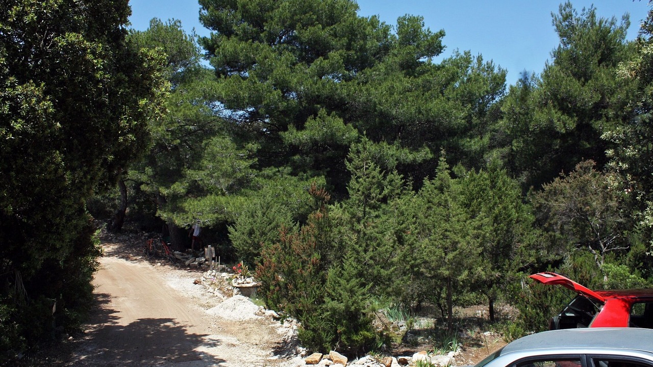 Photo of Others in Kobas