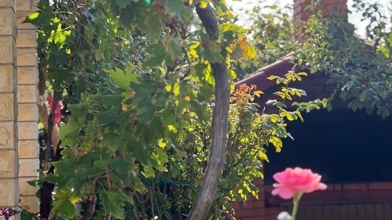 Photo of Outdoor in Vlasici
