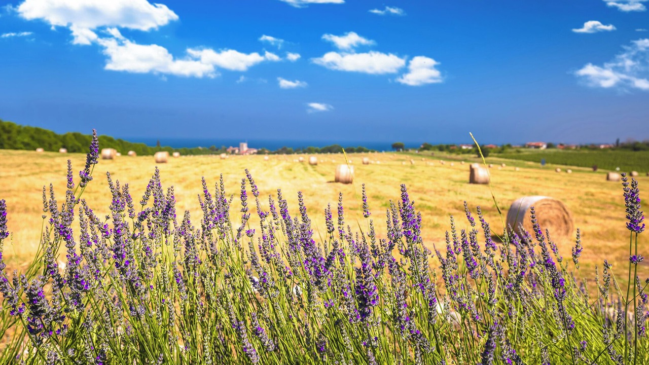 Photo of Others in Fiorini