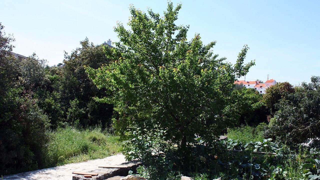 Photo of Others in Pomena