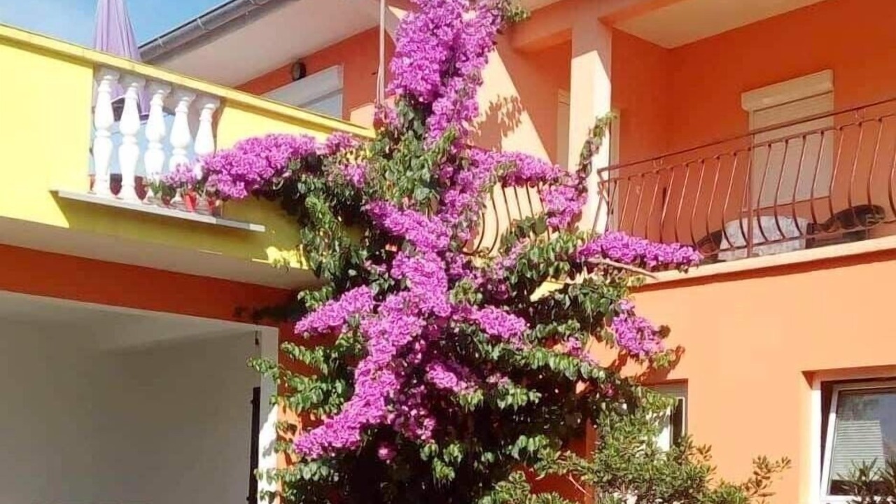 Photo of Outdoor in Petrcane