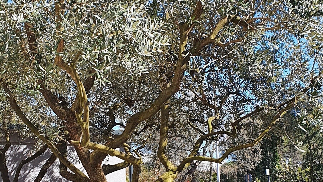 Photo of Outdoor in Spadici