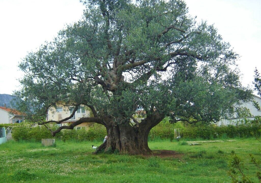 Photo of Outdoor in Kastel Novi