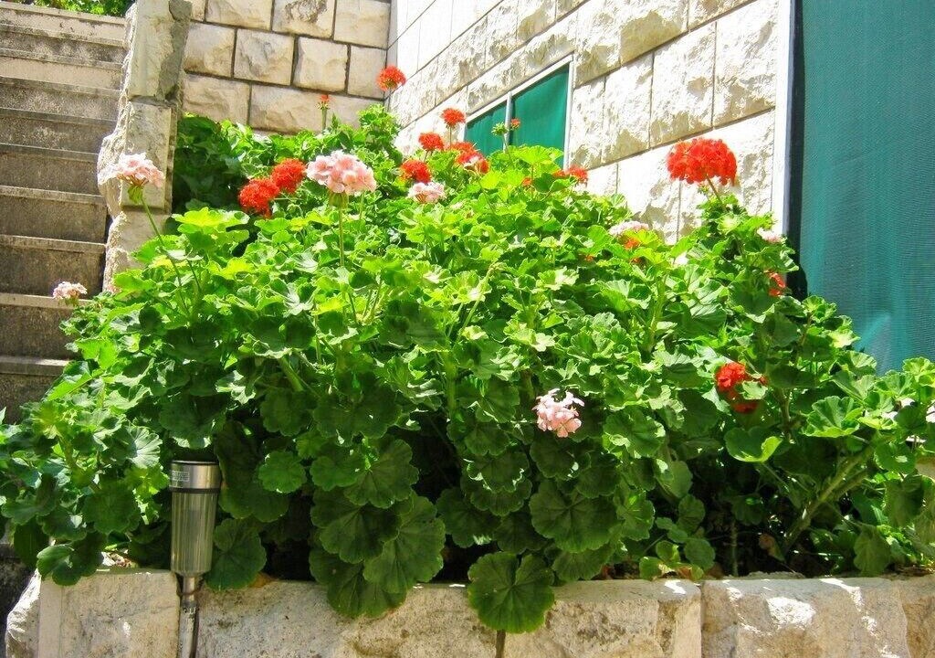 Photo of Others in Lapad
