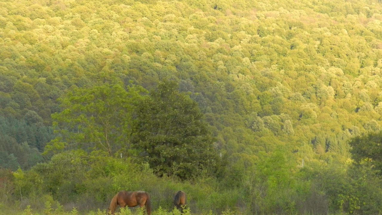 Photo of Outdoor in Plaski