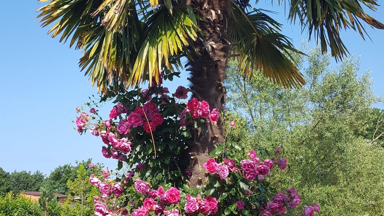 Photo of Outdoor in Funtana