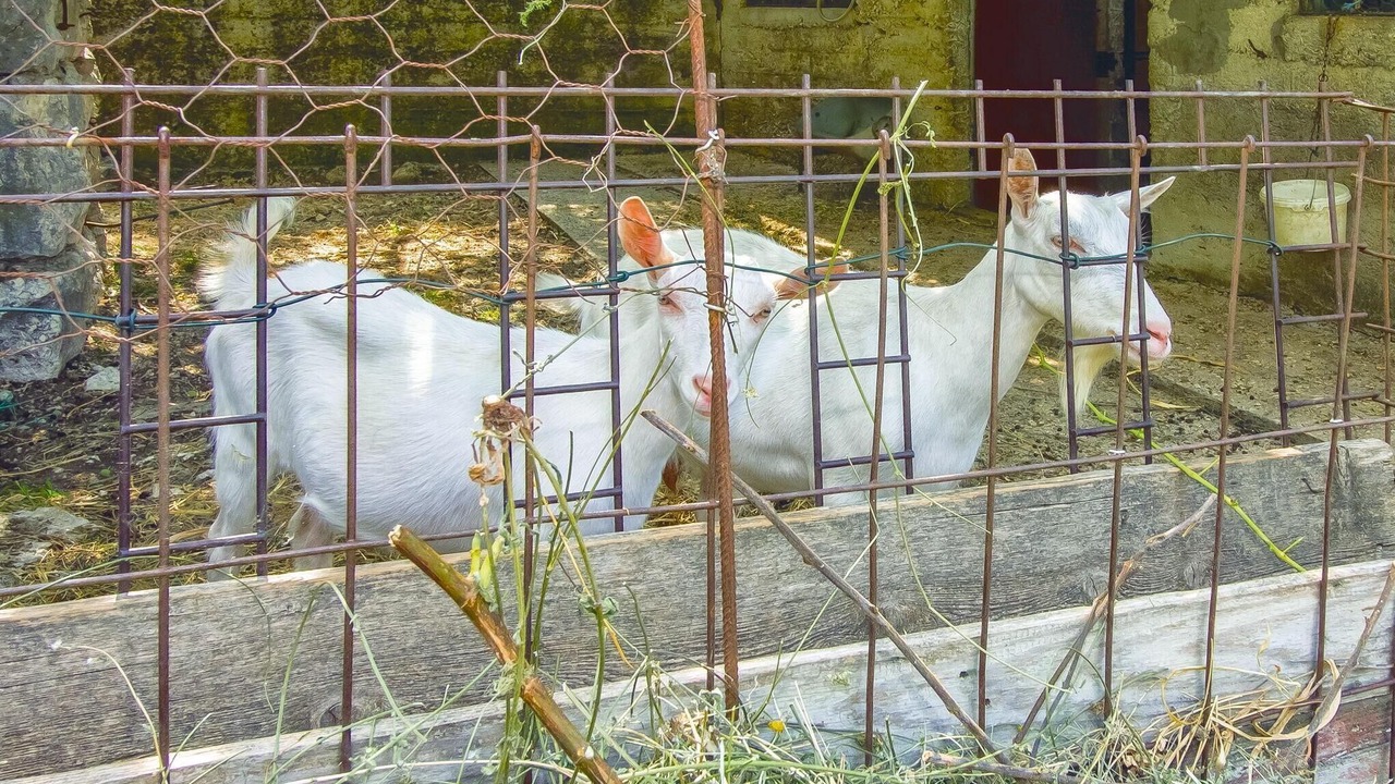 Photo of Others in Ostrvica