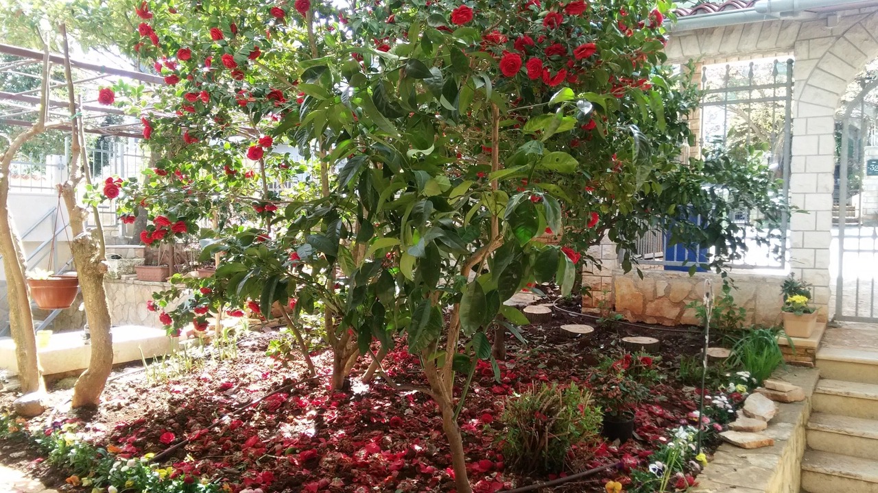 Photo of Outdoor in Banjole