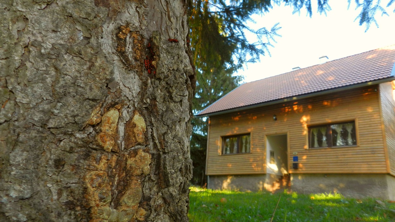 Photo of Outdoor in Plaski