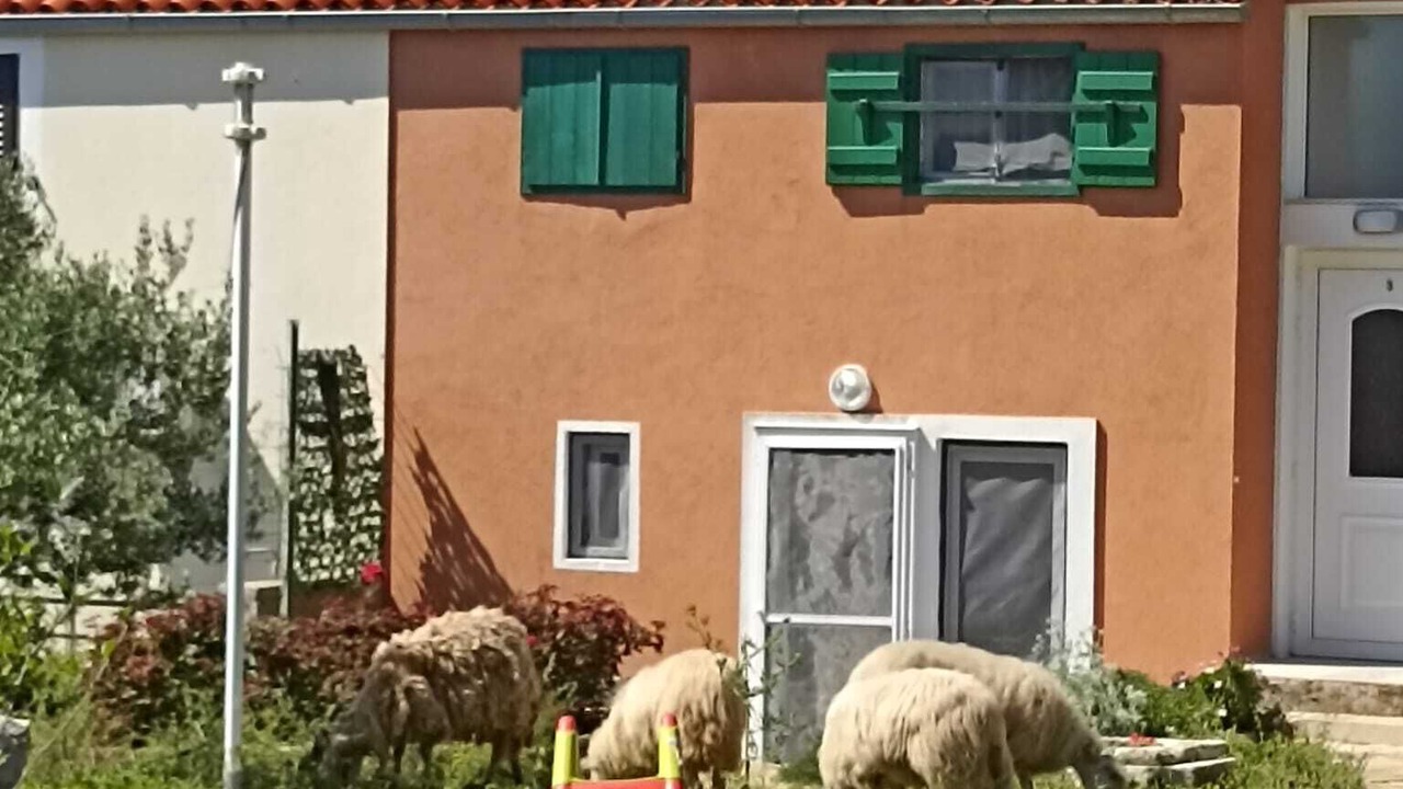 Photo of Outdoor in Veli Losinj