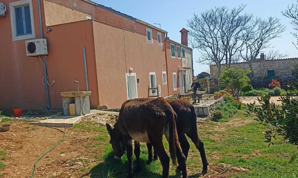Photo of Outdoor in Veli Losinj