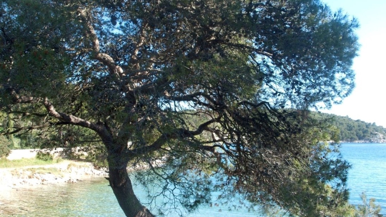 Photo of Others in Cove Osibova (Milna)
