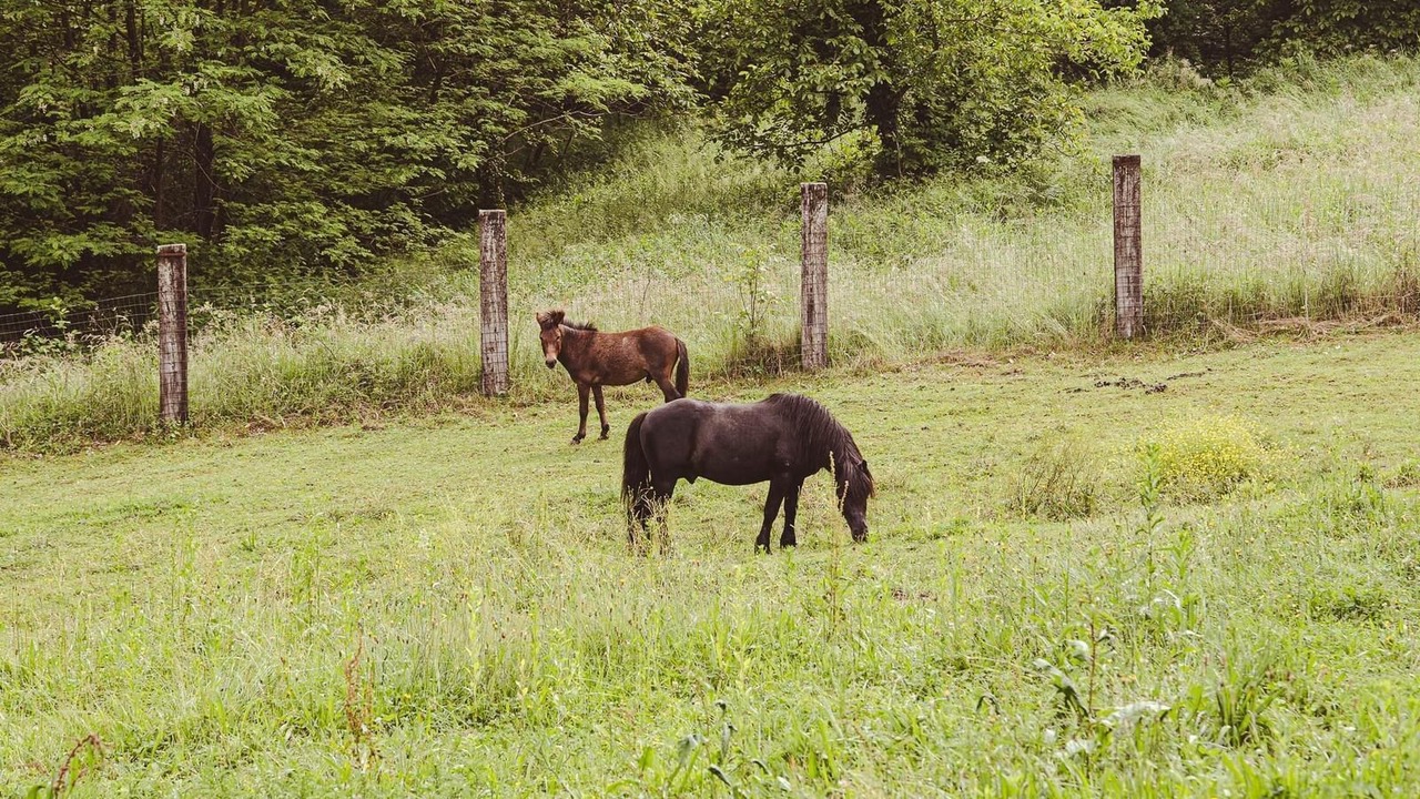 Photo of Others in Popovaca