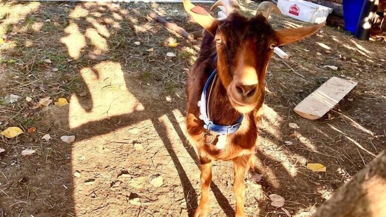 Photo of Others in Popovaca