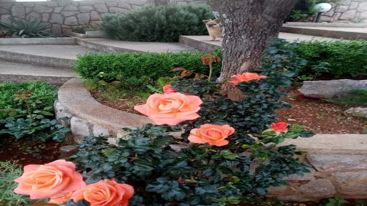 Photo of Outdoor in Cesarica