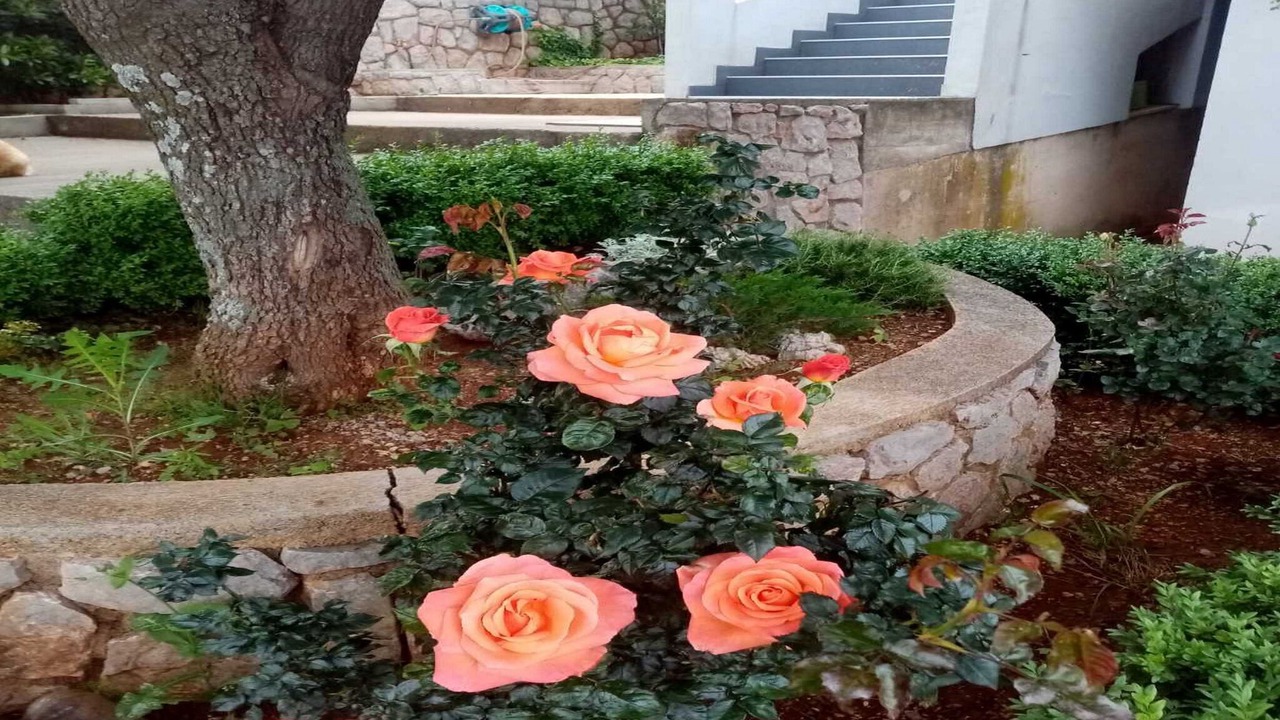 Photo of Outdoor in Cesarica