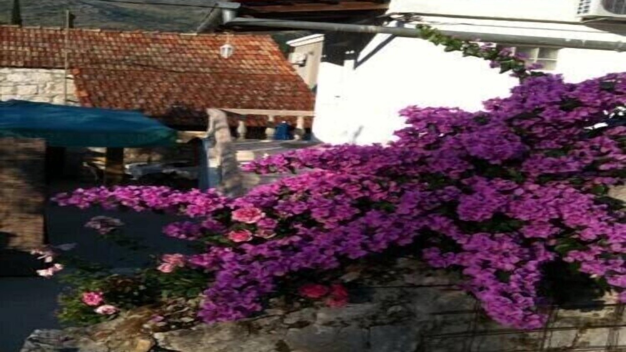 Photo of Outdoor in Slano