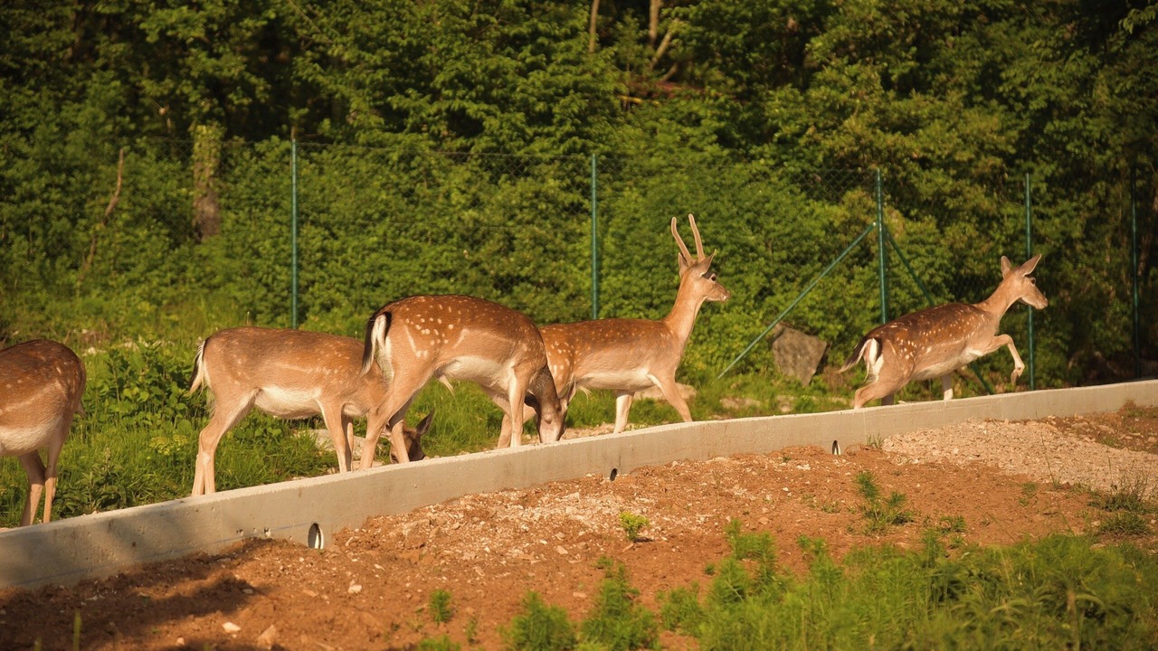 Photo of Others in Kozljak