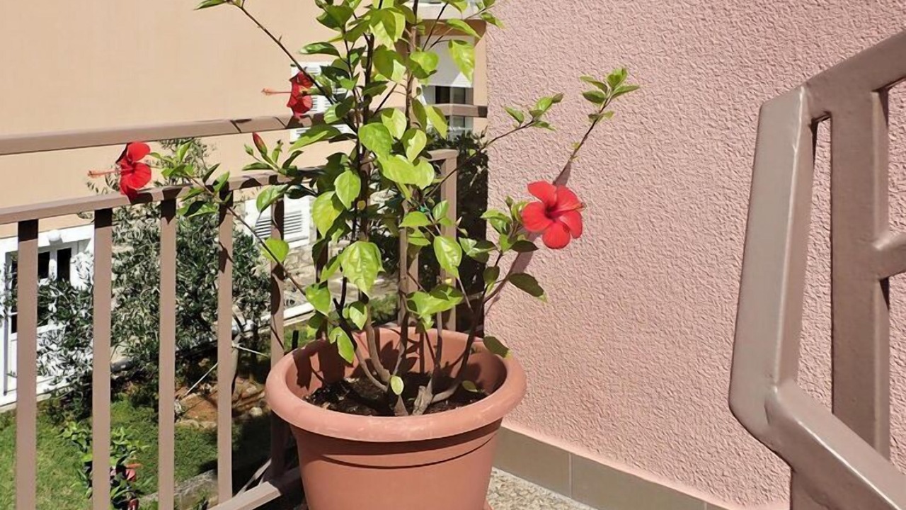 Photo of Patio Balcony in Starigrad