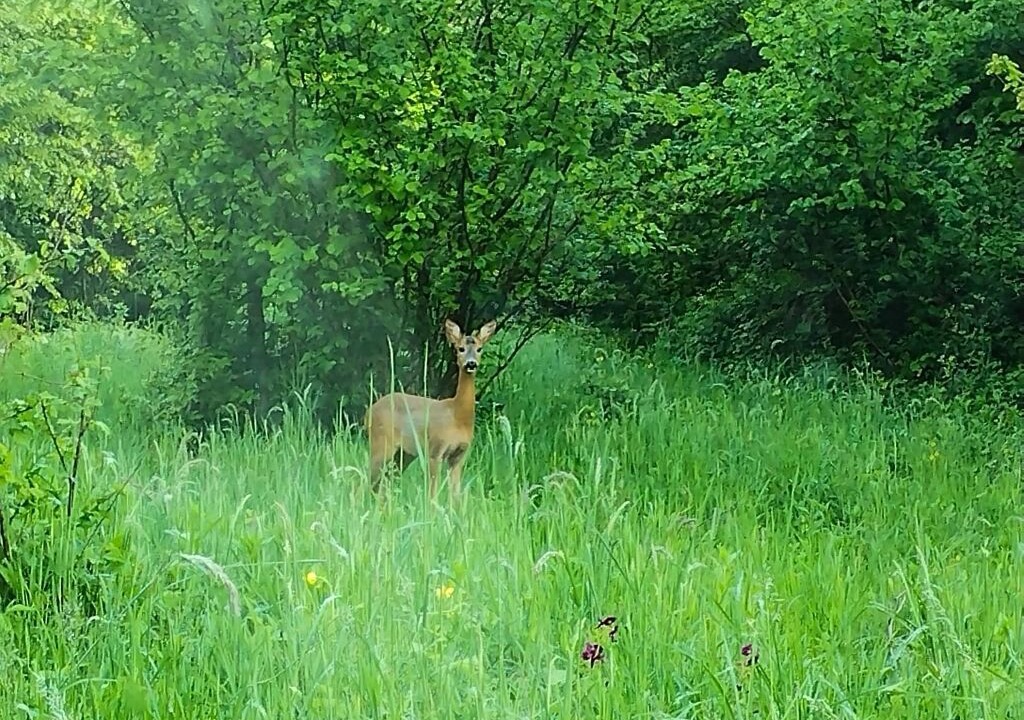Photo of Outdoor in Bosiljevo