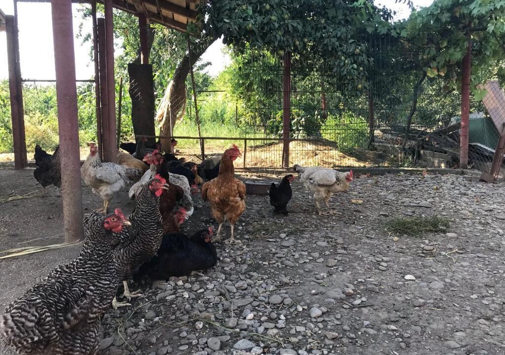 Photo of Outdoor in Cocani Crevedia