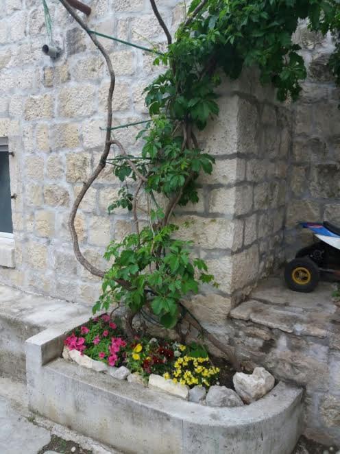 Photo of Others in Kastel Stafilic