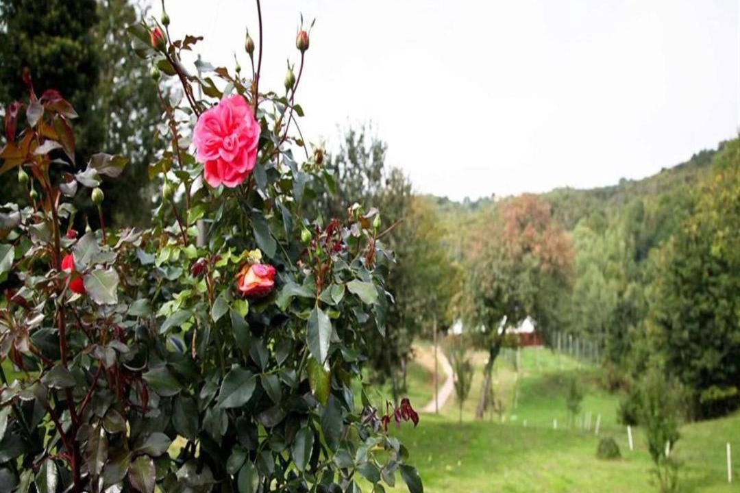 Photo of Others in Ribnik