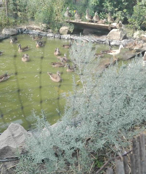 Photo of Others in Bilje