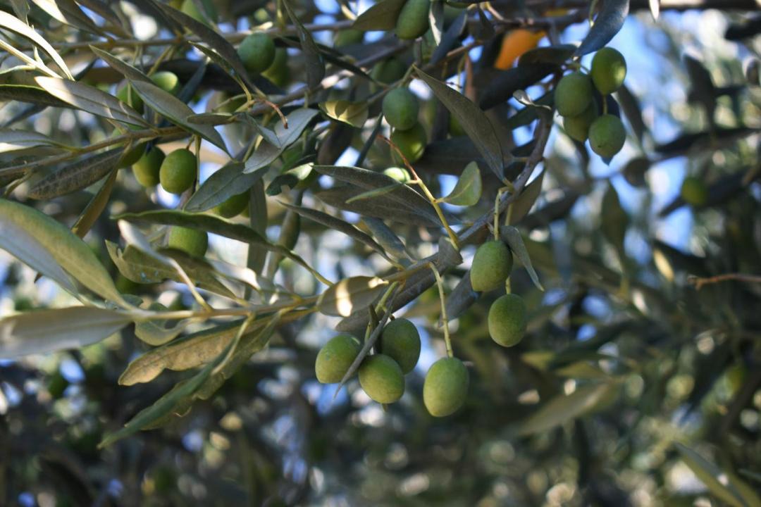 Photo of Others in Sibenik