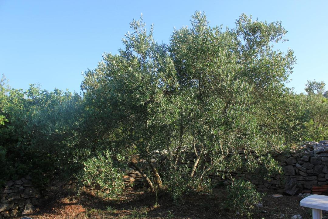 Photo of Others in Island Dugi Otok