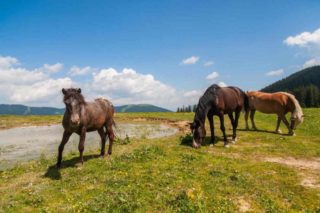 Photo of Others in Vransko