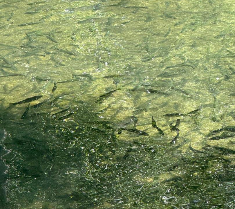 Photo of Others in Blagaj