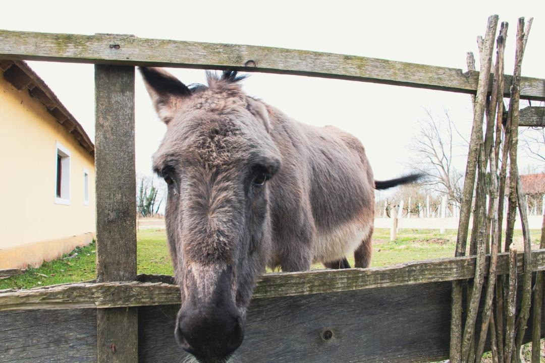 Photo of Others in Molve