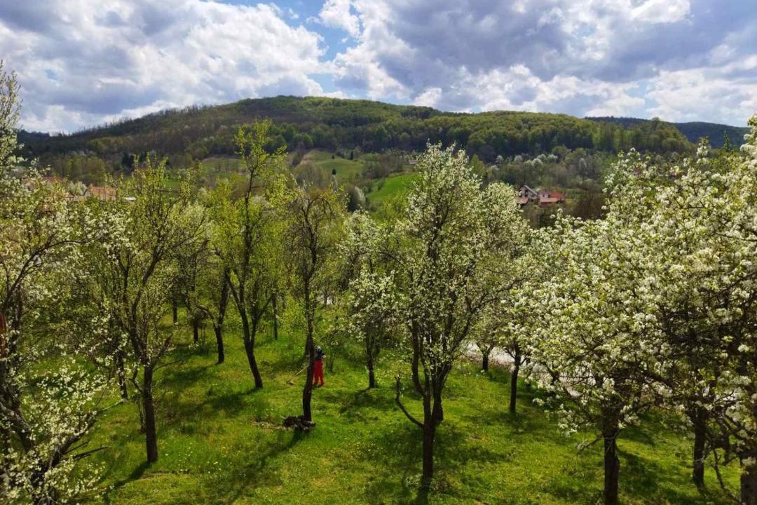 Photo of Others in Zlatibor