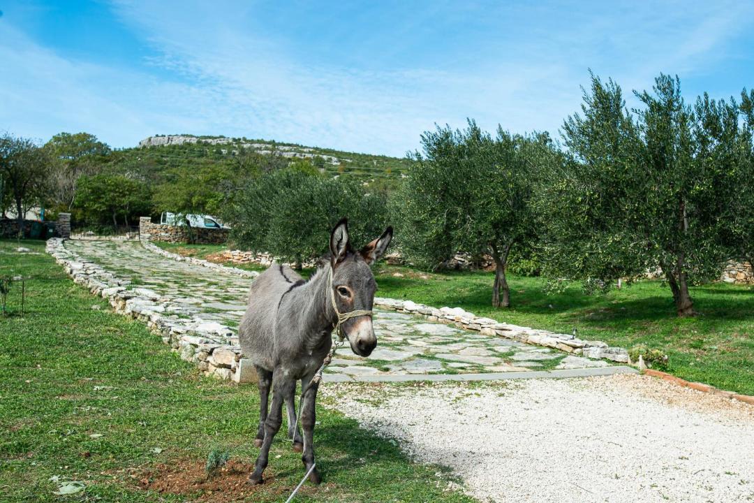 Photo of Others in Benkovac