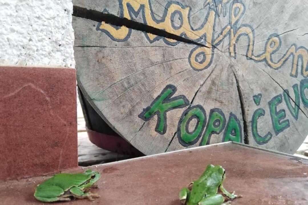 Photo of Others in Kopacevo