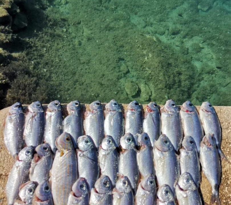 Photo of Others in Starigrad