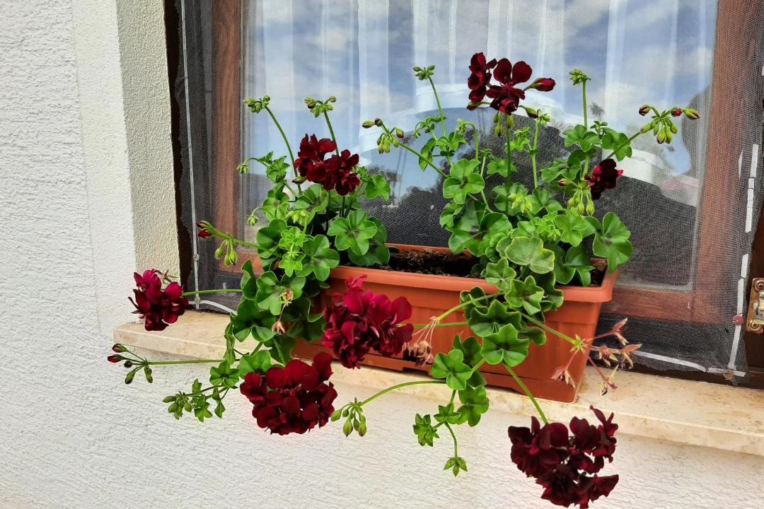 Photo of Patio Balcony in Slunj