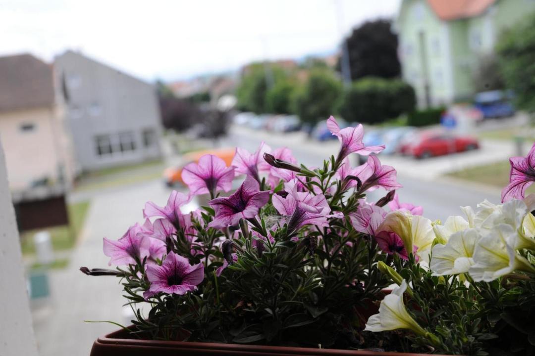 Photo of Others in Kutjevo
