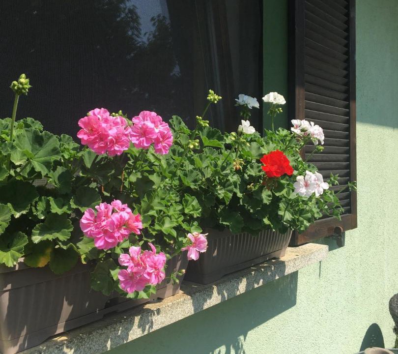 Photo of Others in Strigova