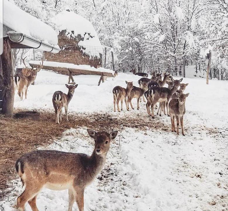 Photo of Others in Saborsko