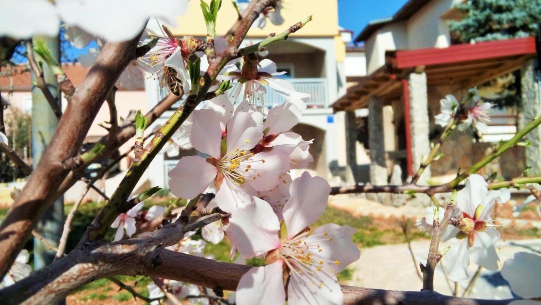 Photo of Others in Maslenica